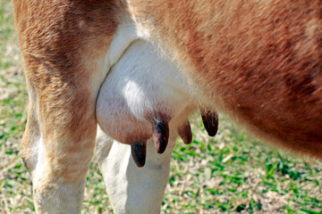 close up of mammary udders of dairy cows in the pasture