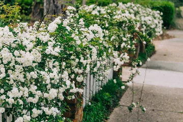 Keuken spatwand met foto A white picket fence with jasmine and azaleas in bloom with a suburban sidewalk © Ursula Page