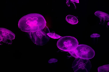 jellyfish on a black background