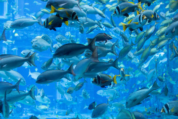 Naklejka na ściany i meble underwater world. beautiful shoal of sea fish