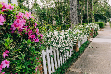 A white picket fence with jasmine and azaleas in bloom with a suburban sidewalk