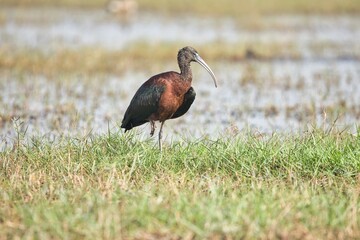 Glossy ibis beautiful bird at Mangaljodi, Odisha, India. Amazing photo  with good background. 
