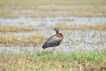 Glossy ibis beautiful bird at Mangaljodi, Odisha, India. Amazing photo  with good background. 
