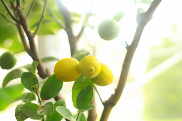 Yellow lemons grow on tree in sunlight garden. Bunches of fresh yellow ripe Citrus limon growing at farm close up, summer sun light day