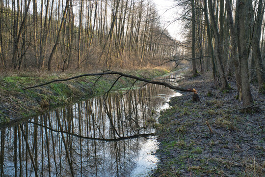 Leśny kanał