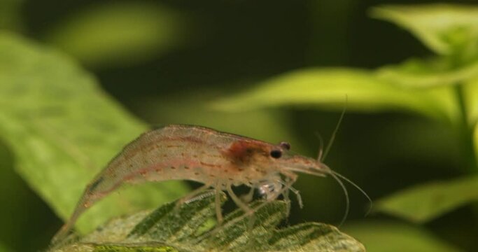 Amano shrimp (Caridina multidentata or Caridina japonica) underwater on a green plant leaf.