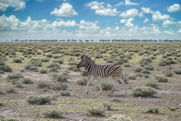 Fototapeta na wymiar A young zebra running in the bush in Namibia 