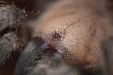 Brachypelma albiceps close up