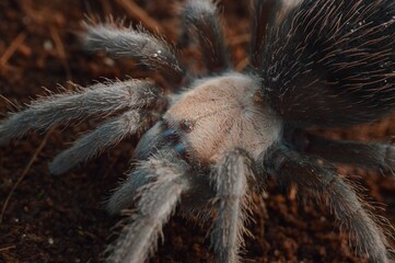 Brachypelma albiceps young male