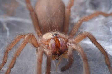 Chilobrachys sp. electric blue sling close up