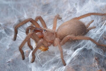 Chilobrachys sp. electric blue sling