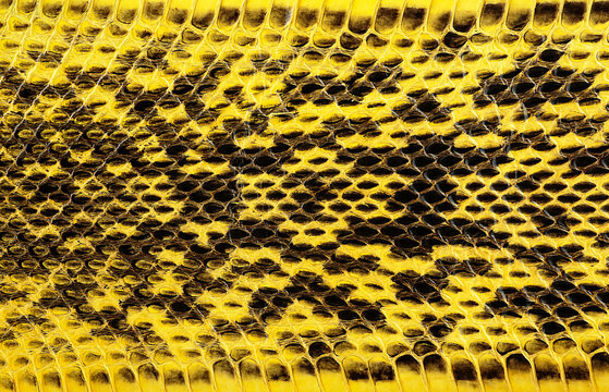 Yellow python leather, skin texture for background. Natural reptile leather.