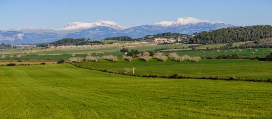 Snow-capped Puig Major and snow-capped Puig de Massanella seen from the cultivated fields of Sant...