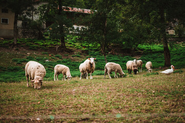 Obraz na płótnie Canvas Sheeps in the Alps on a farm