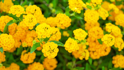 Yellow lantana is perennial flowering plants in verbena family, Verbenaceae. Herbaceous plants and shrubs. Aromatic flower clusters called umbels. Plants of unrelated genus Abronia, sand-verbenas - obrazy, fototapety, plakaty