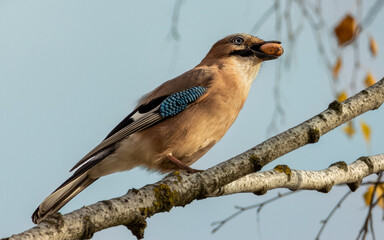 Eurasian Jay (Garrulus glandarius). Jay is sitting on the branch and holding acorn in its beak. Colorful bird with blue wings and blue eyes. Autumn sunny day.