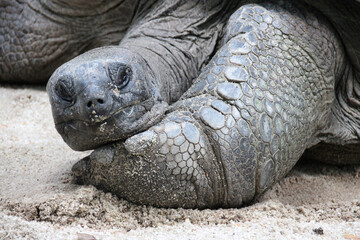Obraz premium giant tortoise in a zoo in singapore