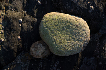 White stone lies among the dark rocks on the seashore