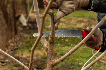 a gardener prunes fruit trees with pruning shears. A series of pictures