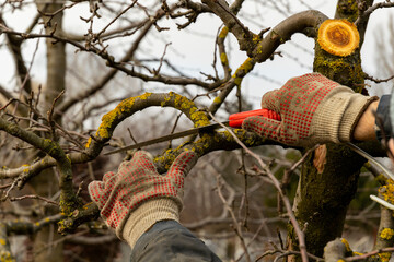 Apple trees in the garden with cut branches. Sanitary pruning of diseased damaged branches. The...