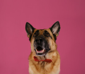 Congratulations for wedding, anniversary or birthday. Dog's muzzle in wrong proportions due to wide-angle lens. Postcard with pet on pink. German Shepherd dog wears bow tie and looks up smiling.