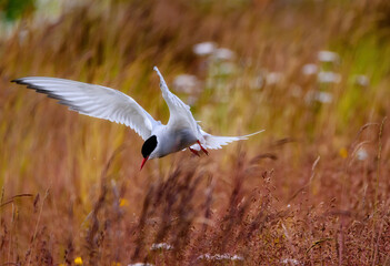 Arctic Tern