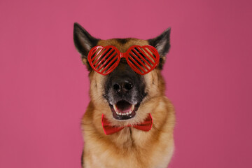 Concept of Valentine's Day. Postcard with pet on pink background. Congratulations for wedding, anniversary or birthday. Happy German Shepherd dog wears creative glasses in shape of red hearts.