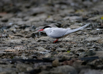 Arctic Tern