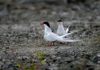 Arctic Terns
