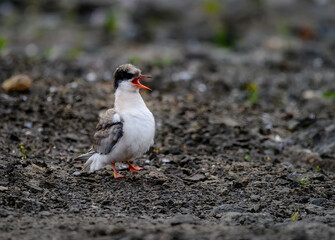 Arctic Tern Chick
