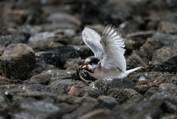 Arctic Tern Chick