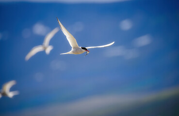 Arctic Tern