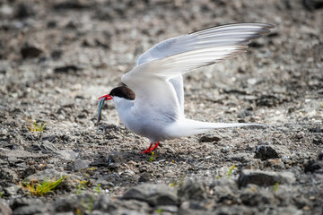 Arctic Tern