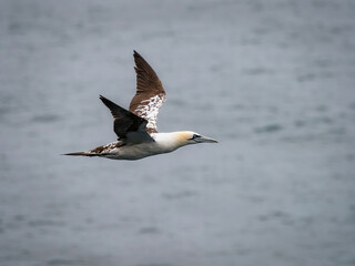 Gannet