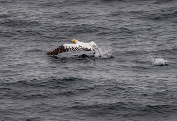 Fototapeta premium Gannet
