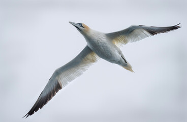 Gannet
