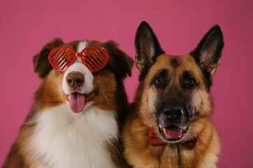 Australian Shepherd wears heart-shaped glasses sits next to German Shepherd gentleman wearing a bow tie. Card with pets on pink. For wedding, anniversary or birthday. Concept of Valentine's Day.