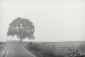 Oak tree in mist and fog in black and white
