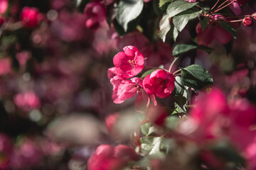 beautiful pink apple blossoms. spring, postcard background