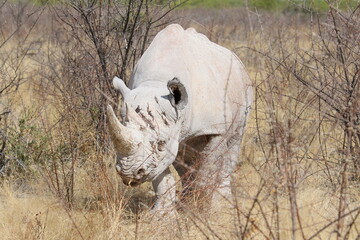 rhinoceros noir