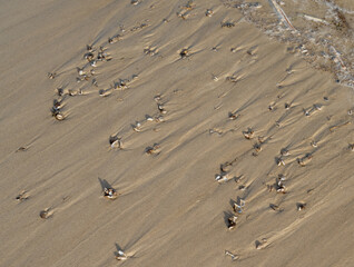 Fototapeta na wymiar Beach with Zebra Mussels creating a hazard for people walking with bare feet. 