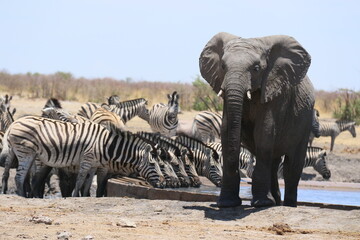 elephants et zebres au point d'eau
