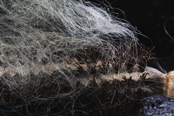 white hair falling on the hairbrush