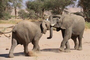 elephants du desert