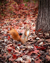 Naklejka na ściany i meble Curious Red Squirrel Perched on a Barky Tree, Observing the Autumn Landscape
