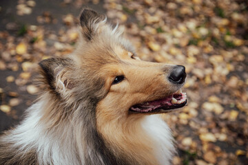 Autumnal Gaze: Fluffy Dog, collie rough, Captivated by Nature's Beauty