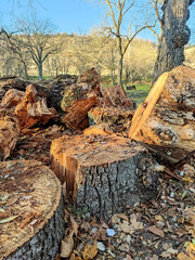 Trunk of old poplar tree, sawn into pieces. Preparation of wood for chopping firewood. Large logs with annual rings are tumbled to ground in row. Close-up. Selective focus.
