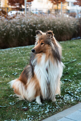 Autumnal Gaze: Fluffy Dog, collie rough, Captivated by Nature's Beauty