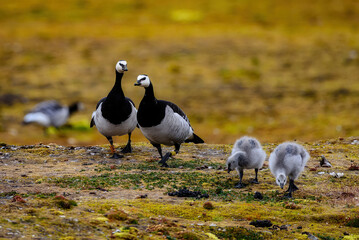 Barnacle Geese with chicks
