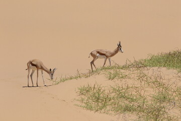 Fototapeta na wymiar gazelles 